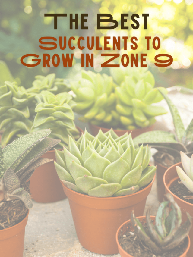 The Best Succulents to Grow in Zone 9