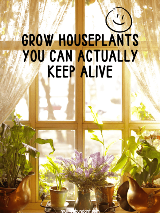 Grow Easy Housplants