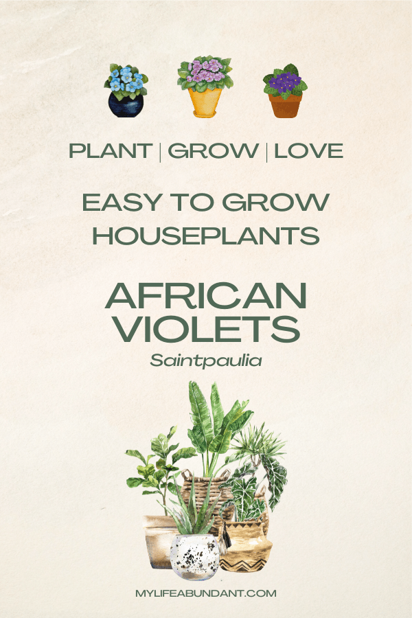 African Violets (botanical name: Saintpaulia) are well-known indoor plants that are grown in many homes. Learn how easy it really is.