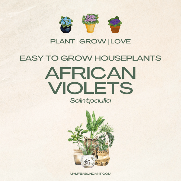 African Violets (botanical name: Saintpaulia) are well-known indoor plants that are grown in many homes. Learn how easy it really is.