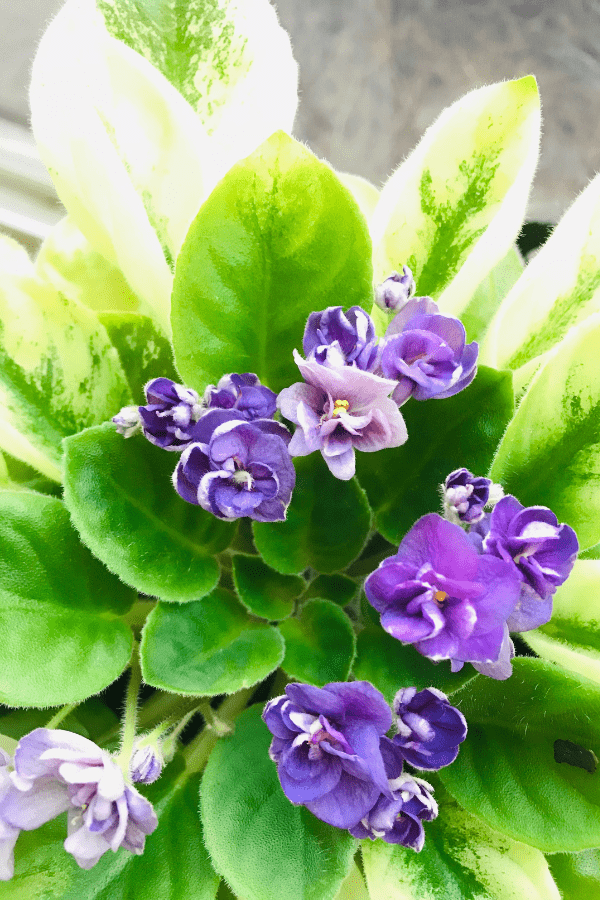 Easy to Grow Houseplants - African Violets (Saintpaulia) - My Life Abundant