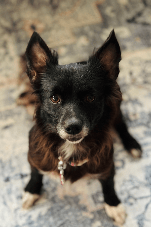 Dixie
