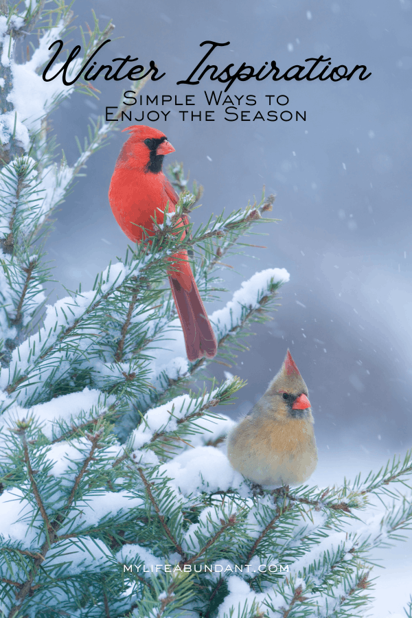 A gentle winter reminder that even in cooler days, caring for our gardens, feeding the birds, and enjoying nature brings simple joy.