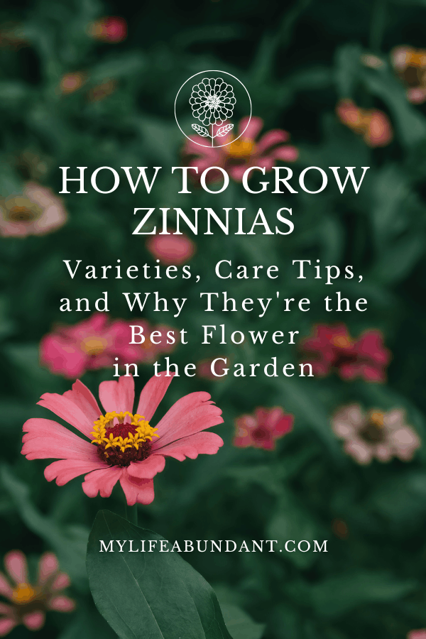 Everything you need to know about growing zinnias in Florida, from the best varieties for cutting and pollinators to keeping them blooming all season long.
