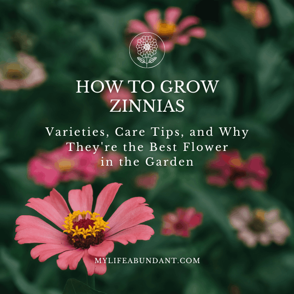 Everything you need to know about growing zinnias in Florida, from the best varieties for cutting and pollinators to keeping them blooming all season long.