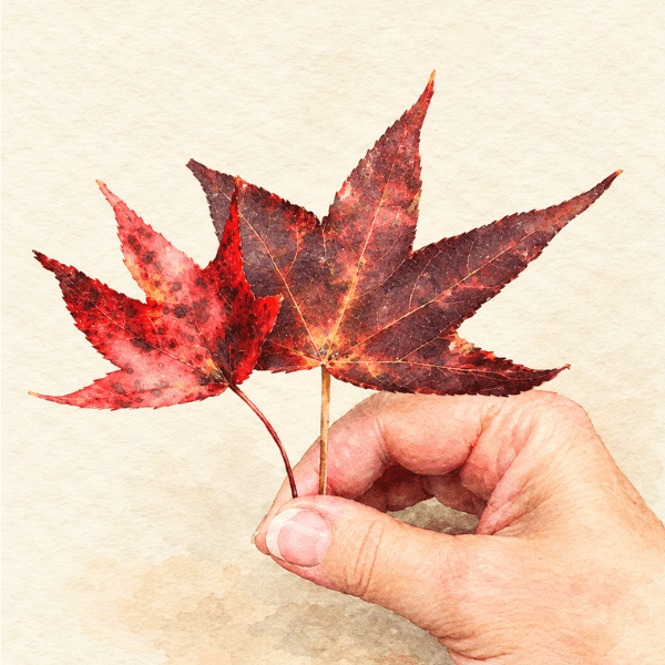 Fall Leaf Florida